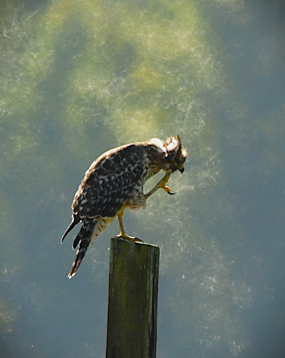 Red-shouldered Hawk - ML624009592