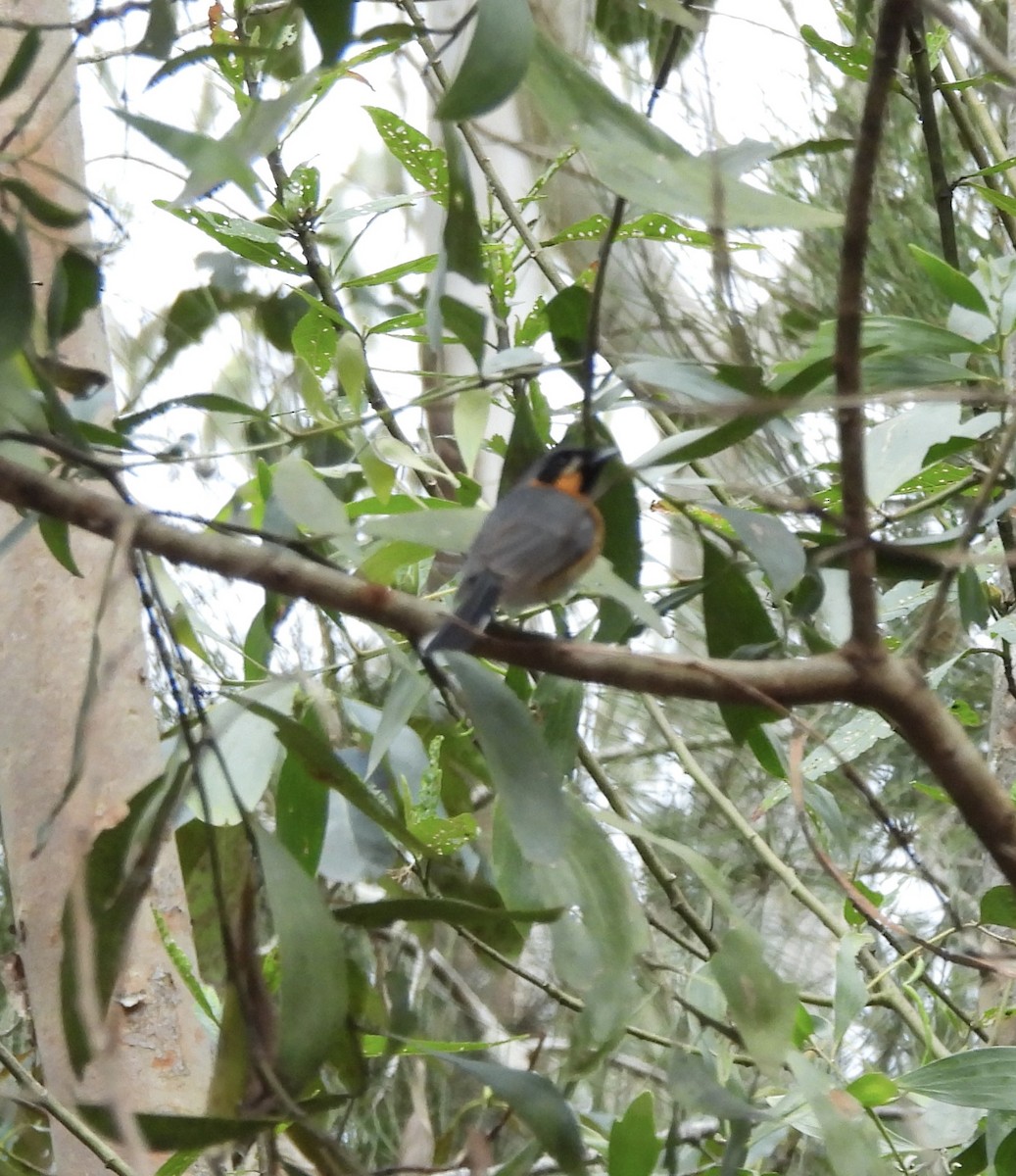 Monarca de Anteojos - ML624009593