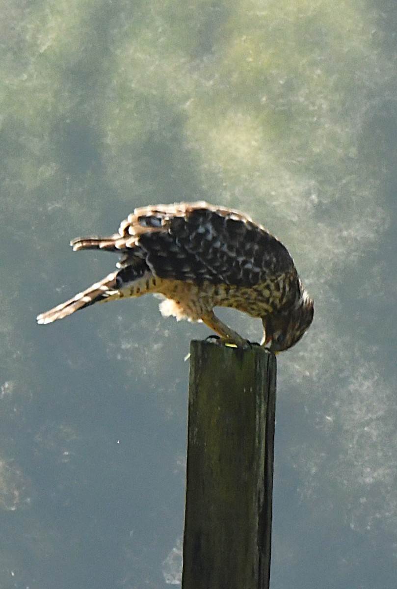 Red-shouldered Hawk - ML624009598