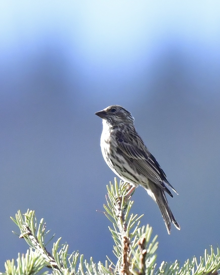 Cassin's Finch - ML624009602