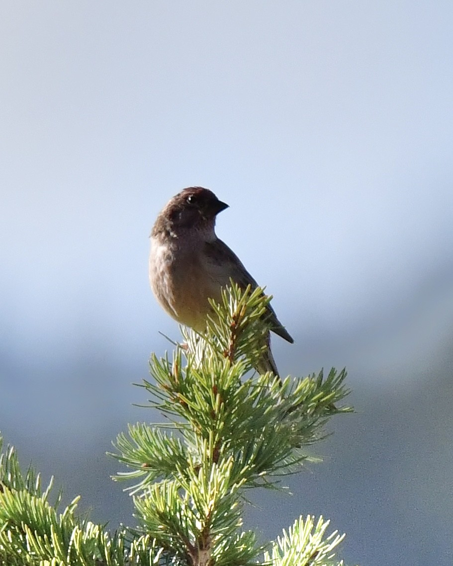 Cassin's Finch - ML624009603