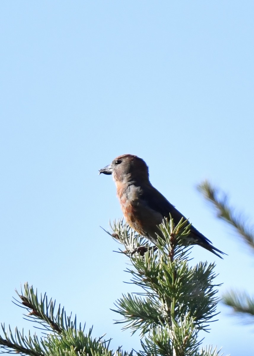 Red Crossbill - Stephen Tyson