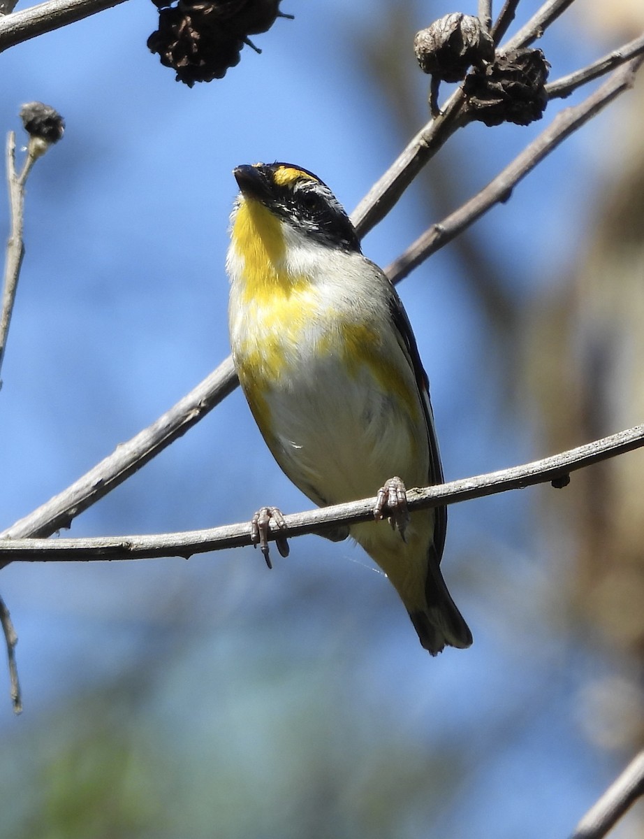 Striated Pardalote - ML624009609