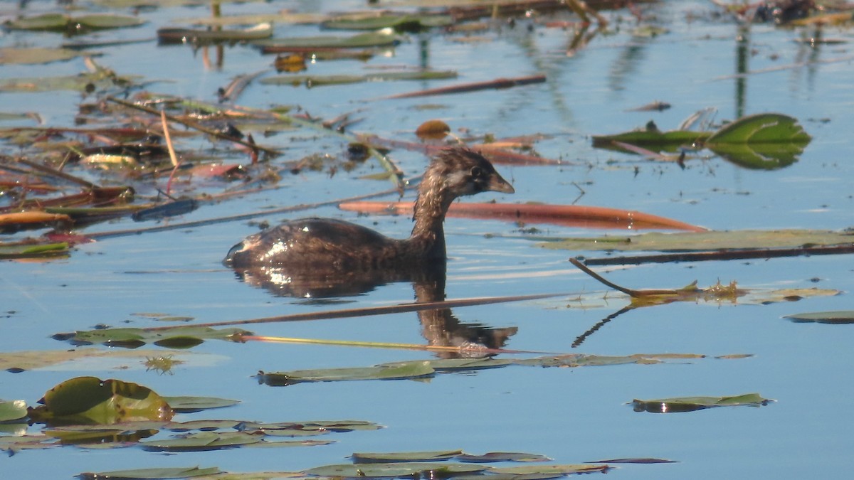 Pied-billed Grebe - ML624009617