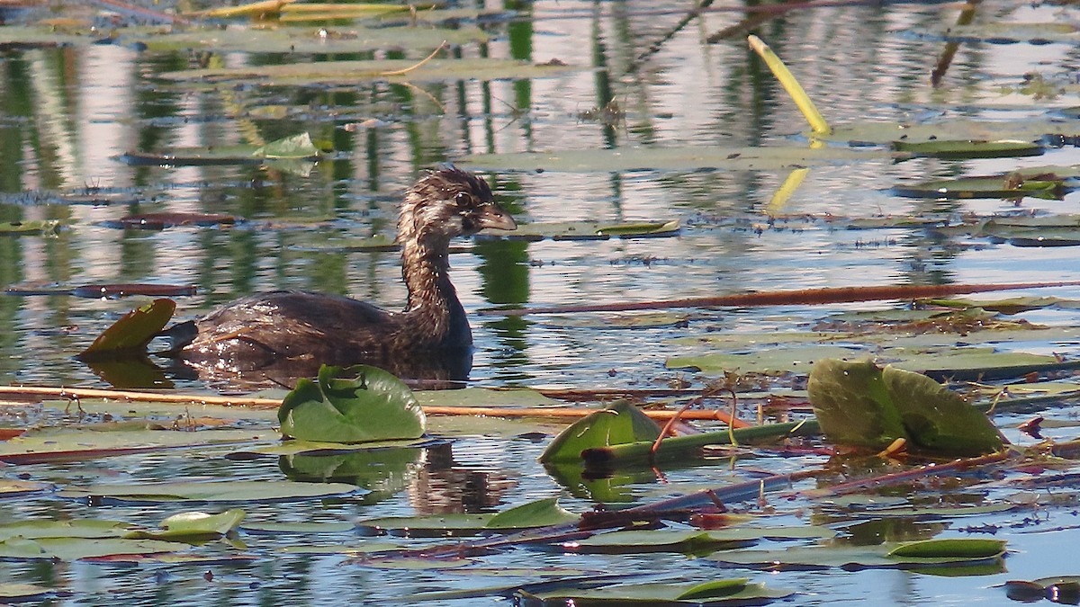 Pied-billed Grebe - ML624009618