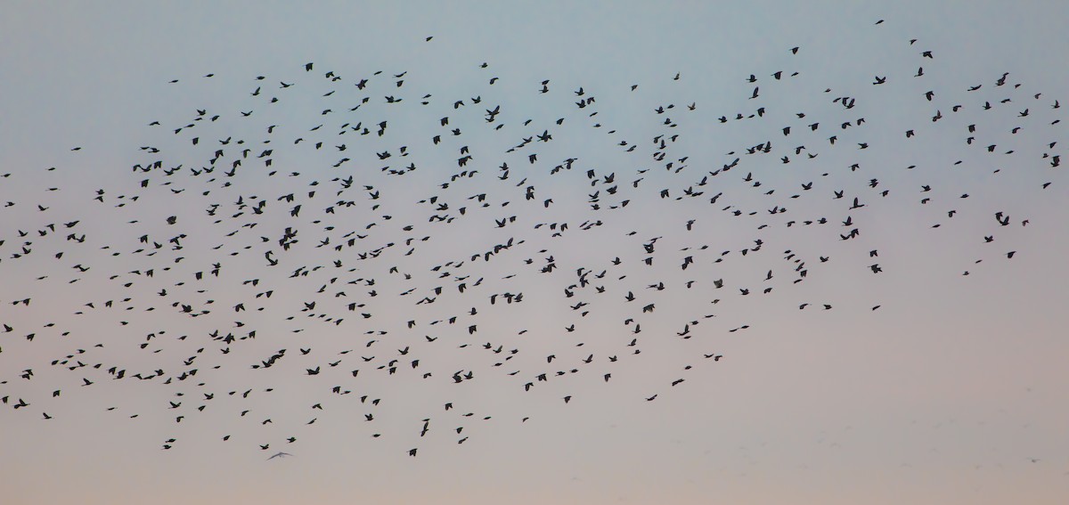 Common Grackle - ML624009629