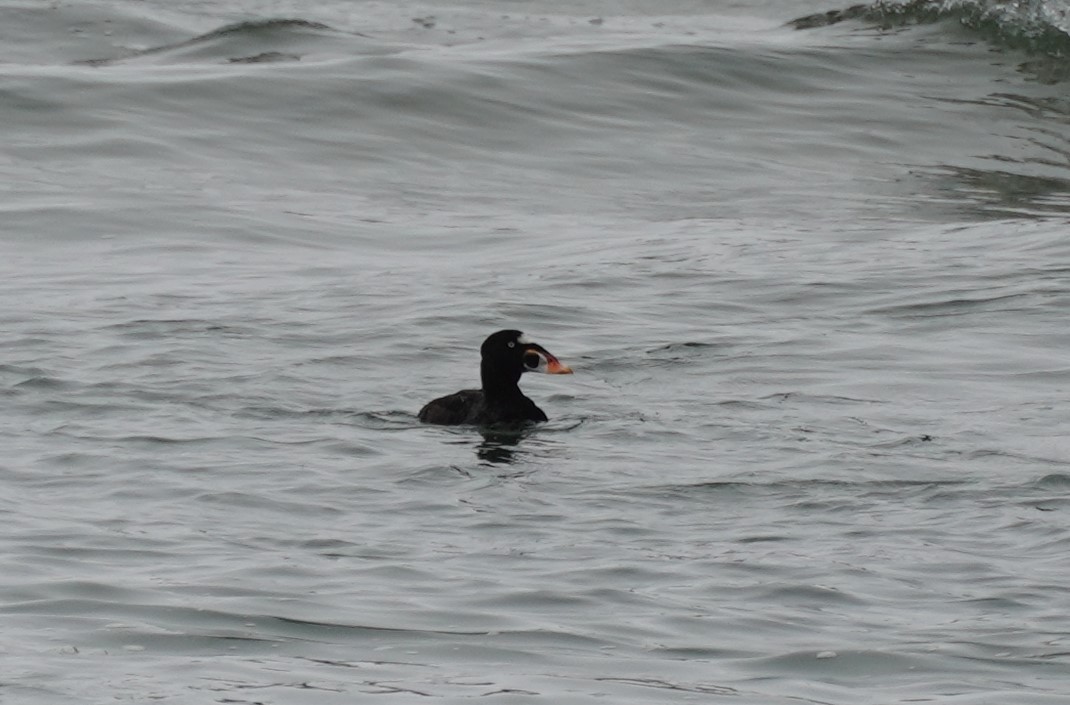 Surf Scoter - ML624009635