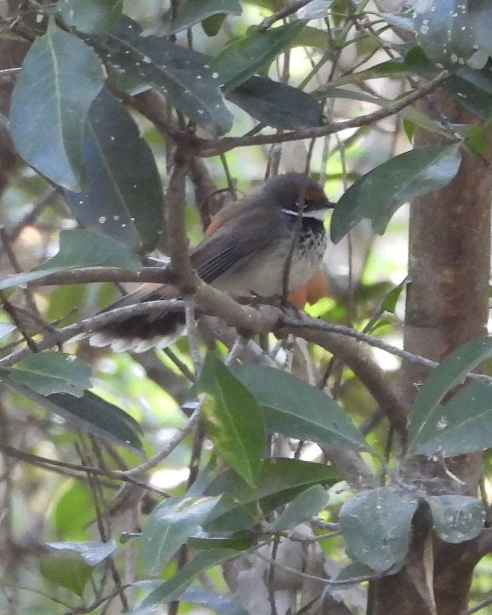 Australian Rufous Fantail - ML624009638