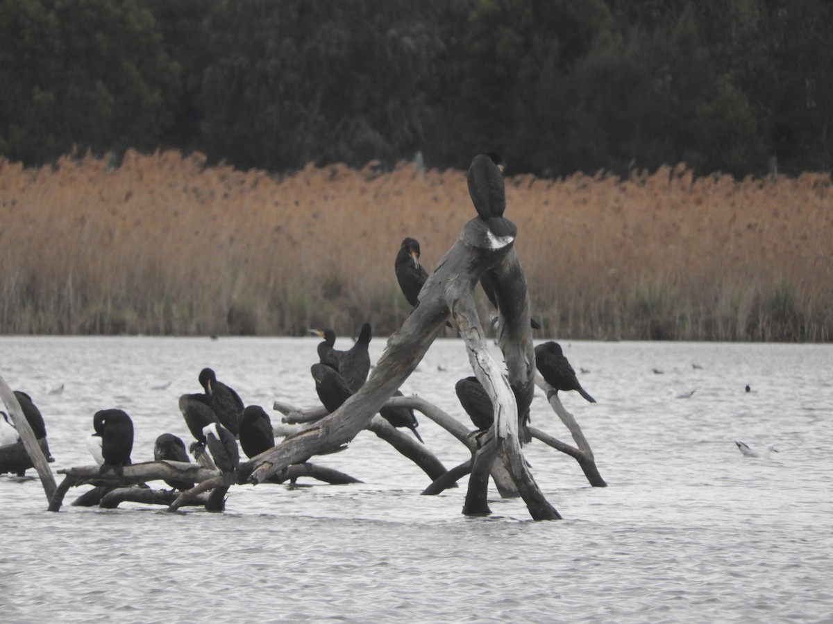 Great Cormorant - ML624009640