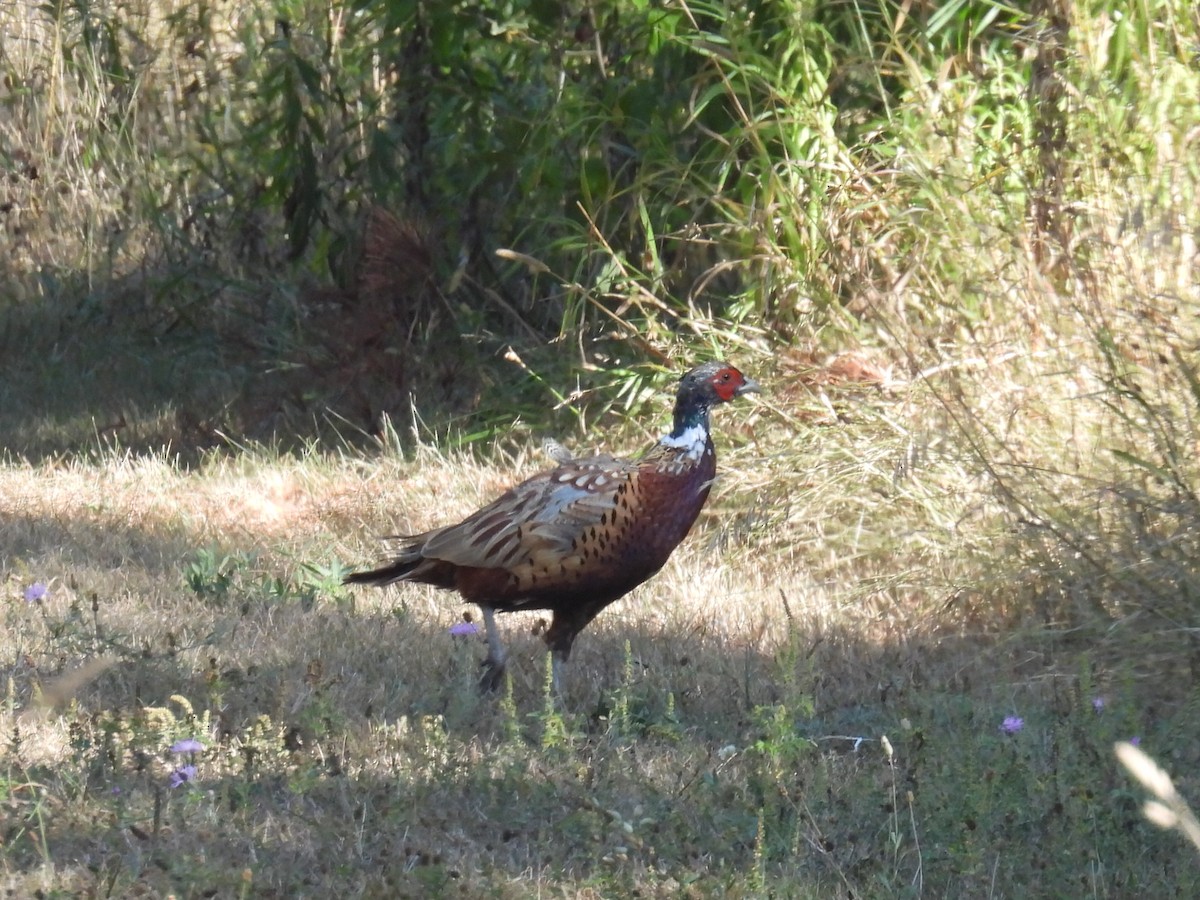 Ring-necked Pheasant - ML624009647