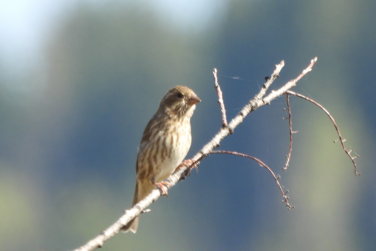 Purple Finch (Western) - ML624009648