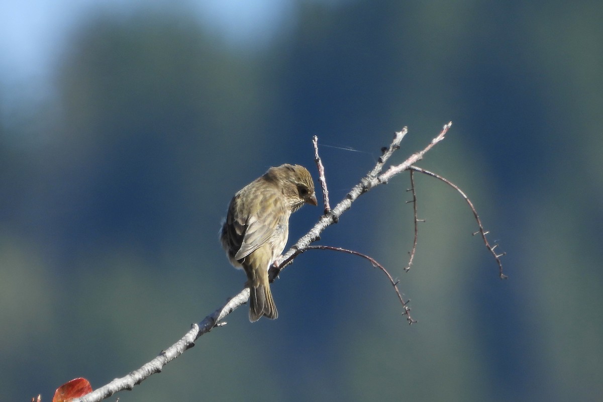 Purple Finch (Western) - ML624009650