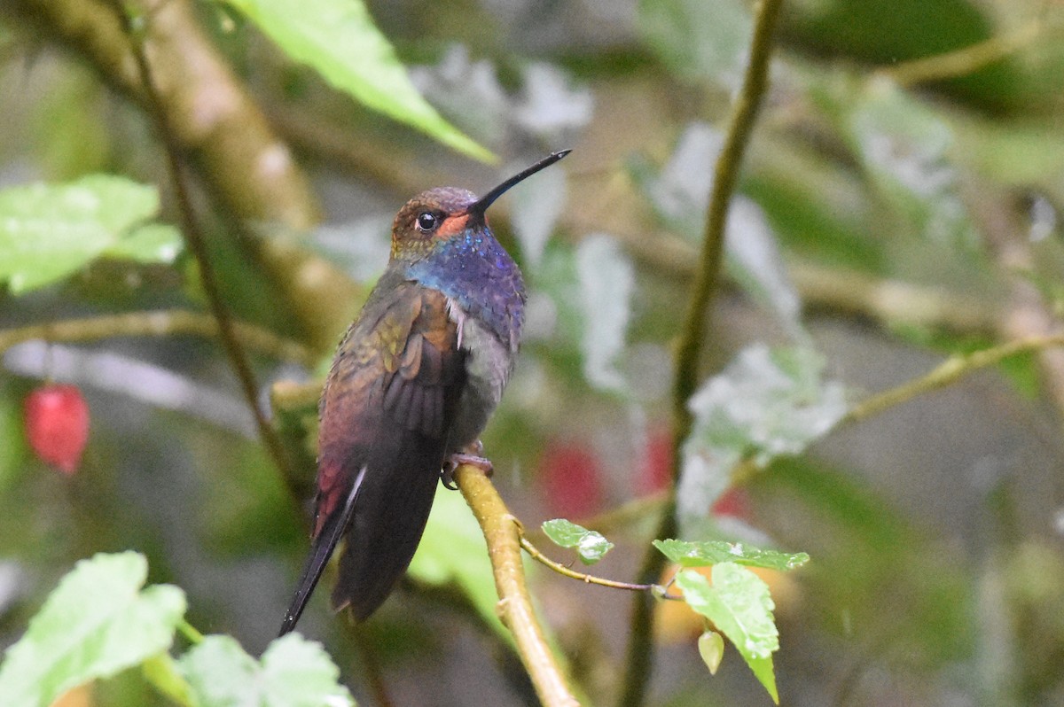 Colibrí de Bouguer Occidental - ML624009665