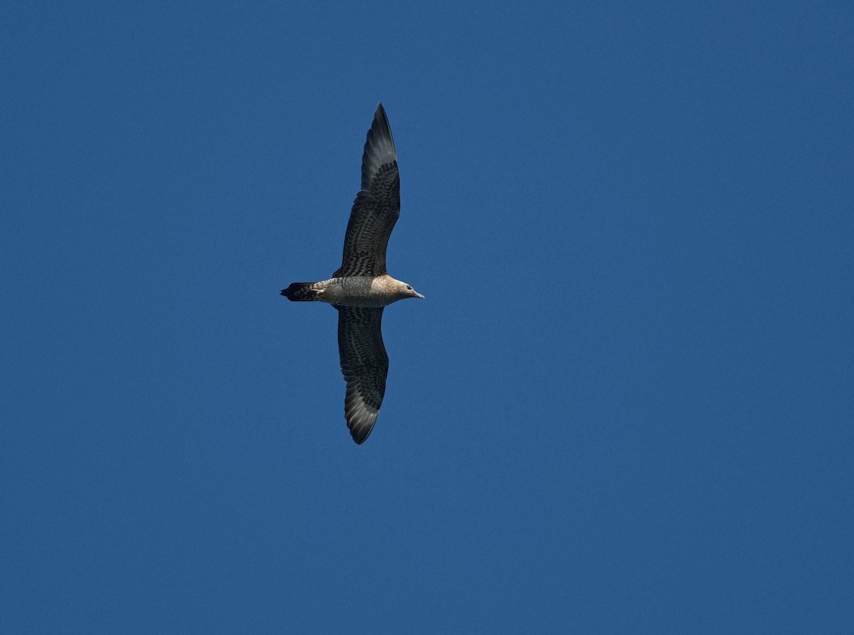 Parasitic Jaeger - ML624009669