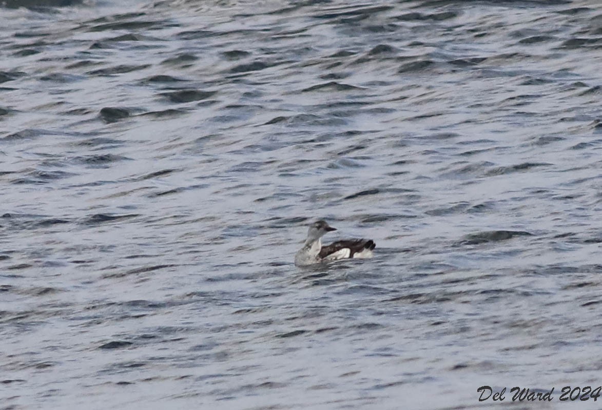 Black Guillemot - Delphine Ward