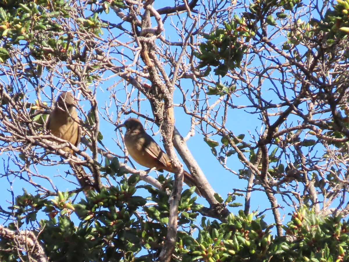 California Thrasher - ML624009690