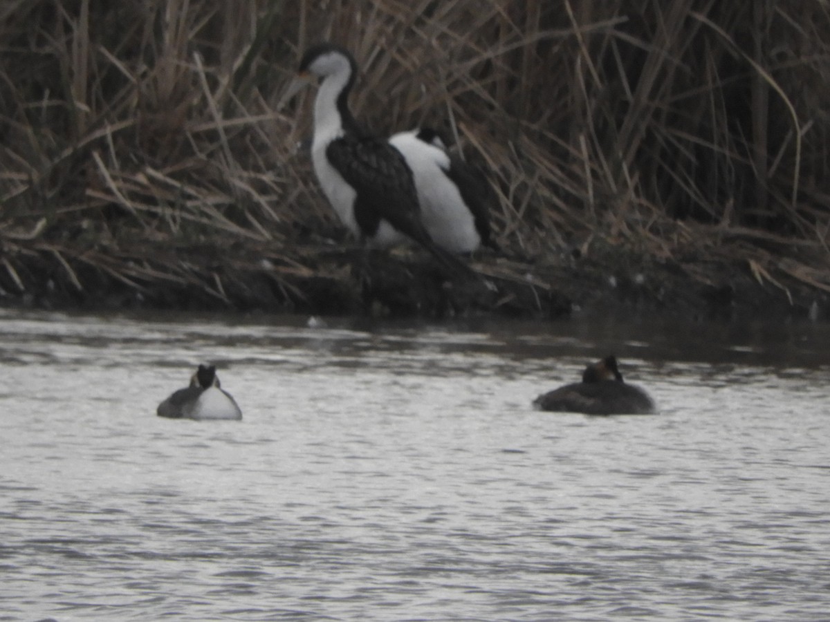 Great Crested Grebe - ML624009708