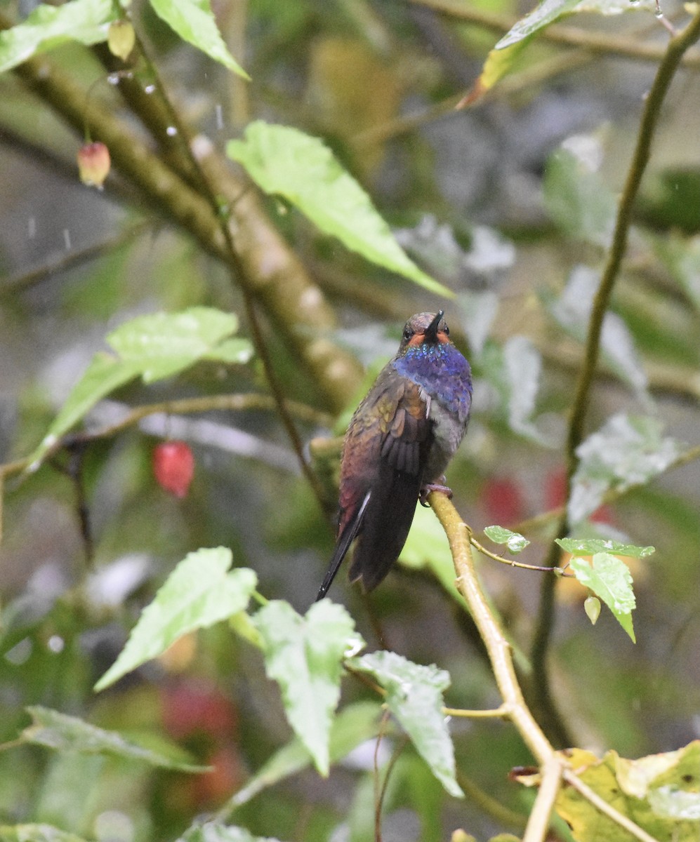 Colibrí de Bouguer Occidental - ML624009713