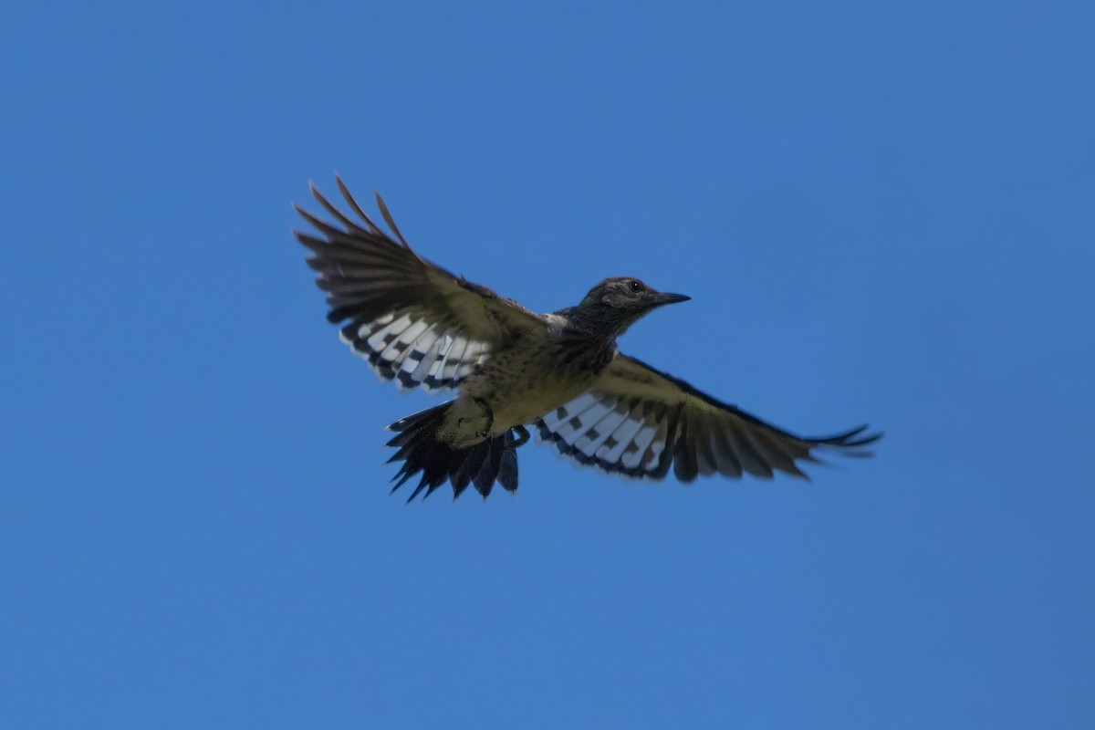 Red-headed Woodpecker - Bernard Kempinski