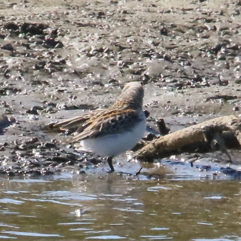 Bergstrandläufer - ML624009719