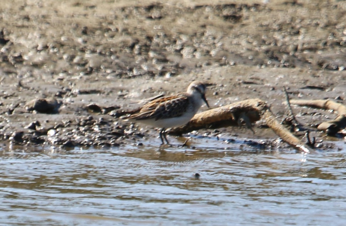 Bergstrandläufer - ML624009720