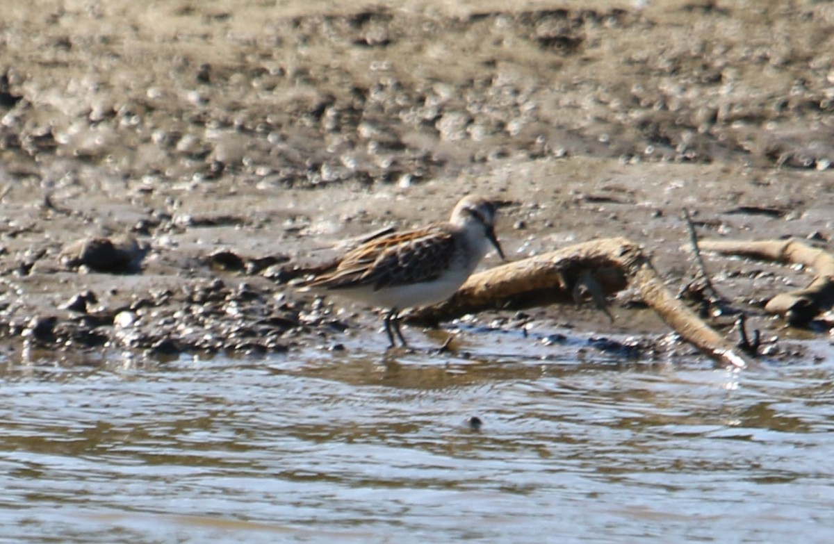 Western Sandpiper - ML624009720