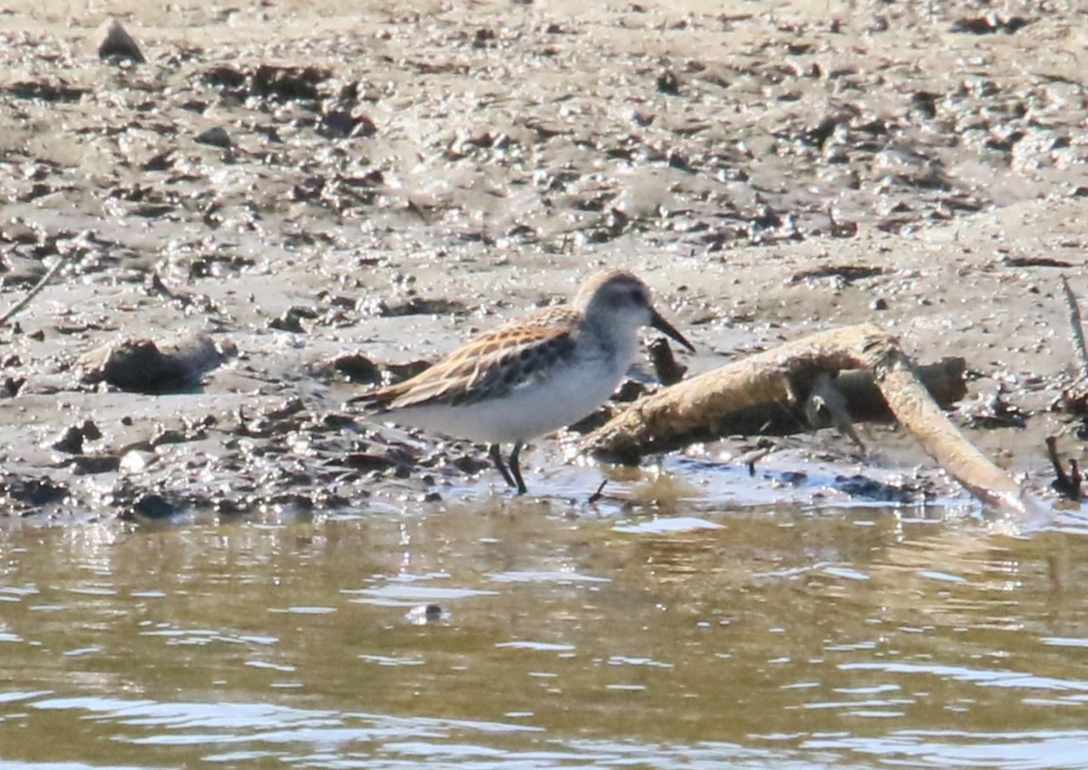 Bergstrandläufer - ML624009721