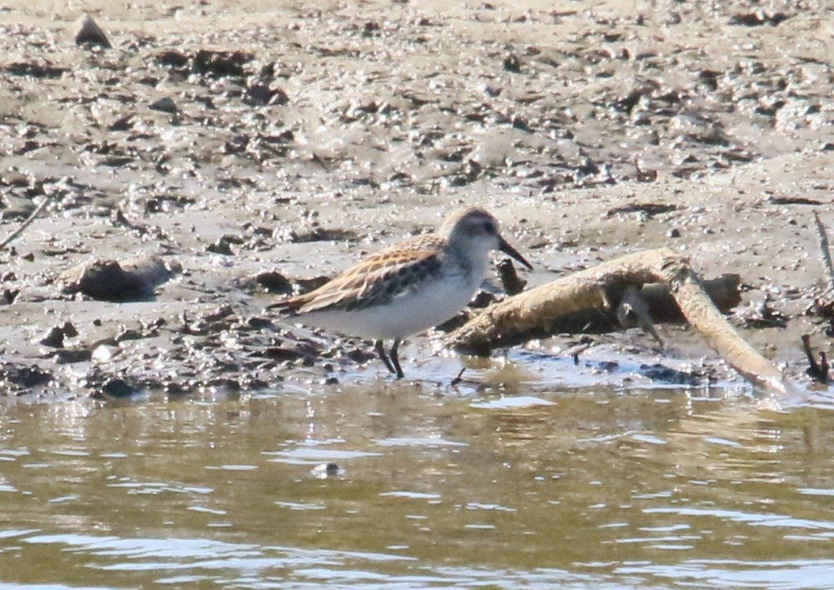 Western Sandpiper - ML624009721