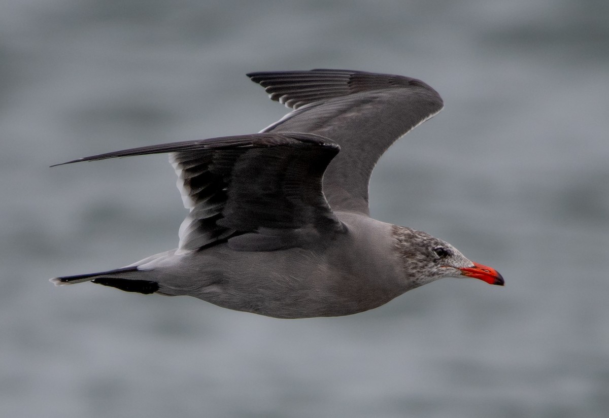 Heermann's Gull - ML624009744