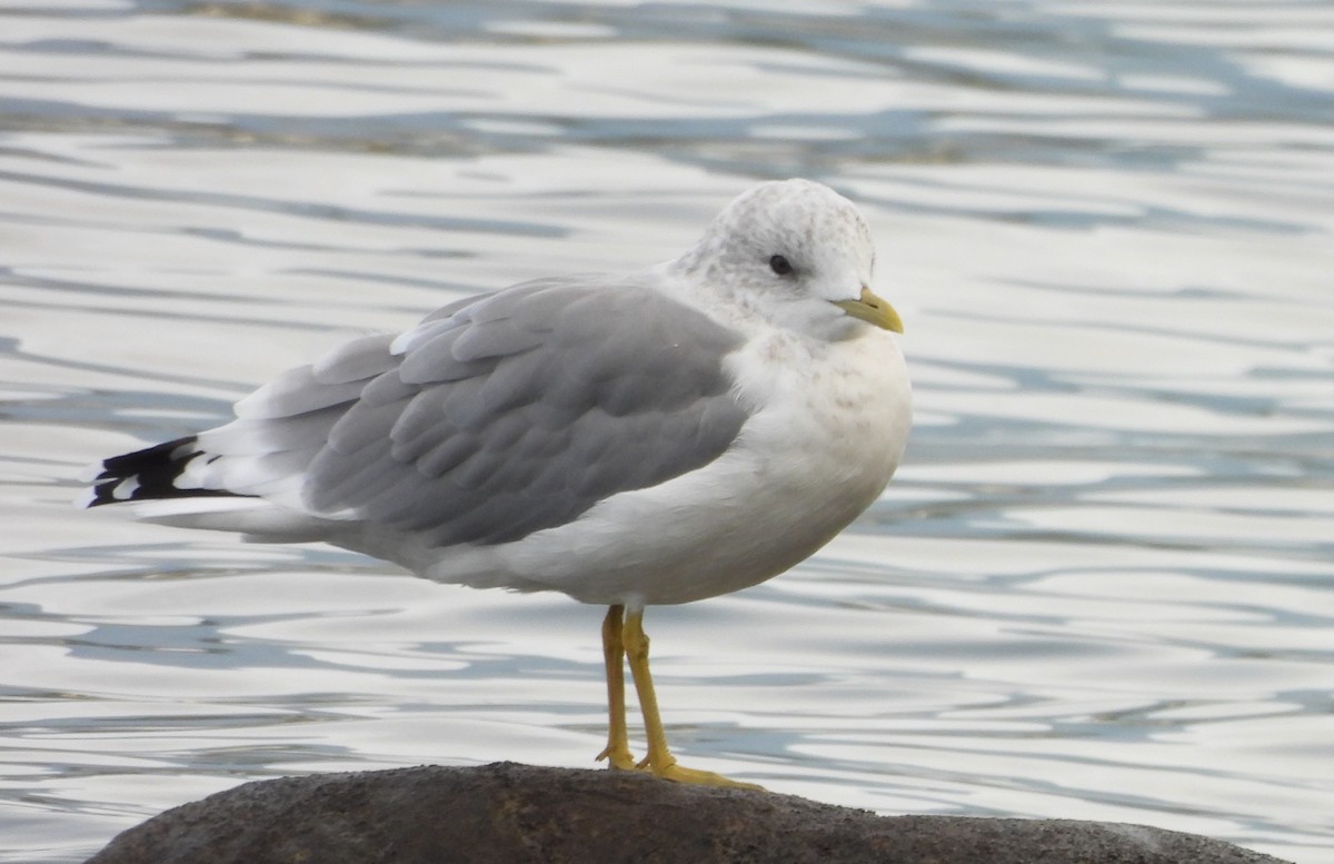 Short-billed Gull - ML624009749