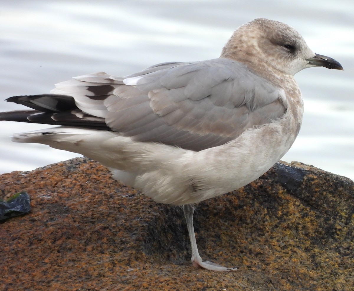 Short-billed Gull - ML624009750