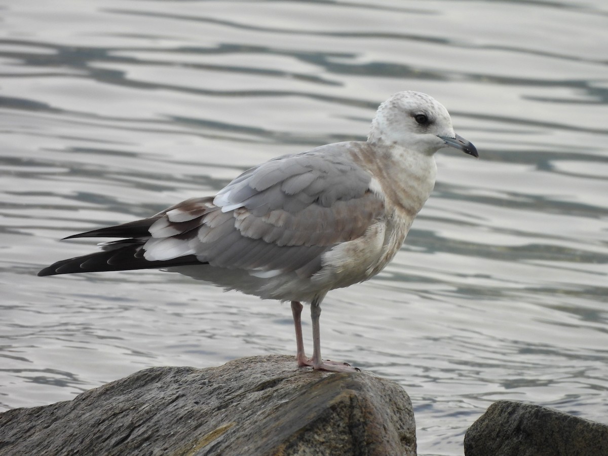 Short-billed Gull - ML624009751