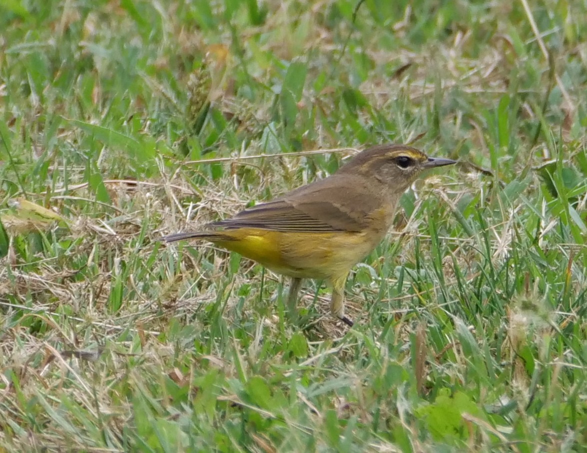 Palm Warbler - ML624009763