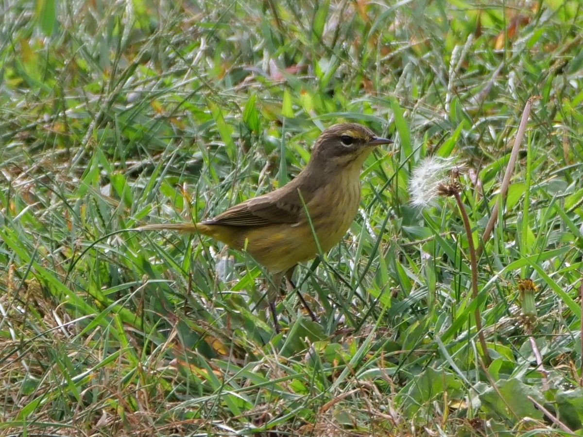 Palm Warbler - ML624009764