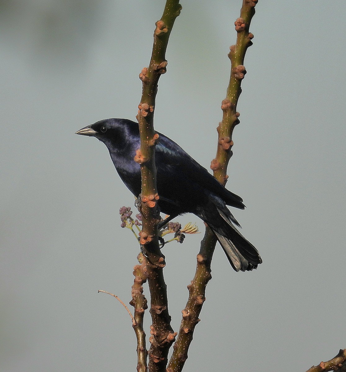 Shiny Cowbird - ML624009772