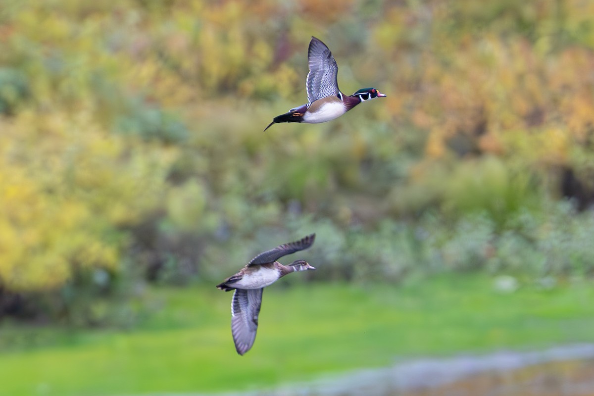 Wood Duck - Shori Velles