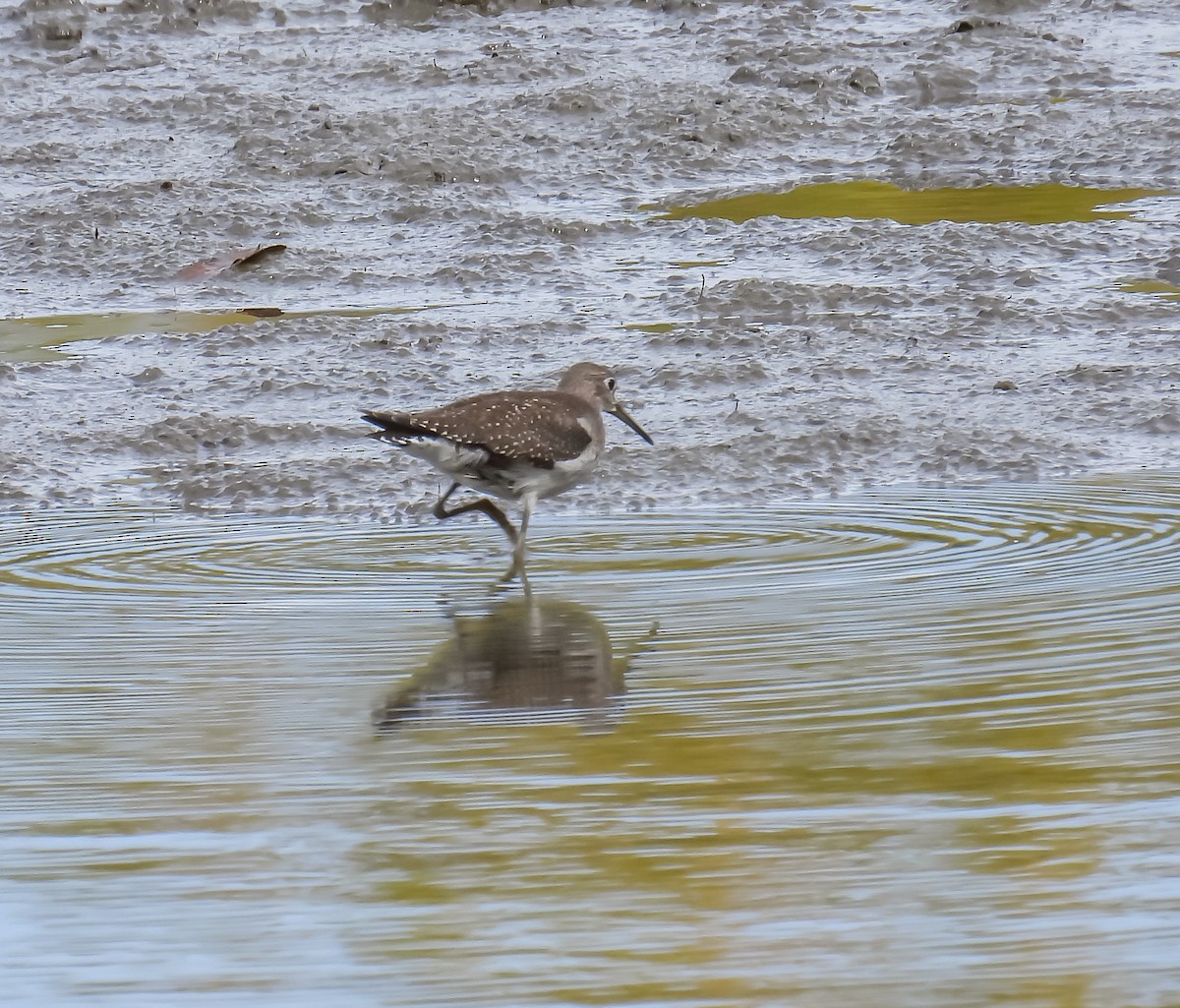 Einsiedelwasserläufer - ML624009781