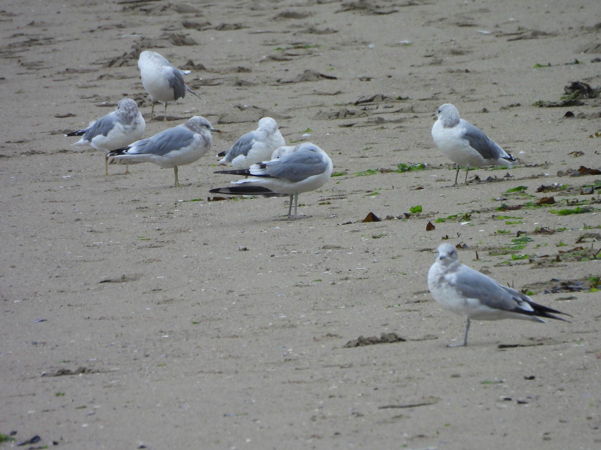 Ring-billed Gull - ML624009783