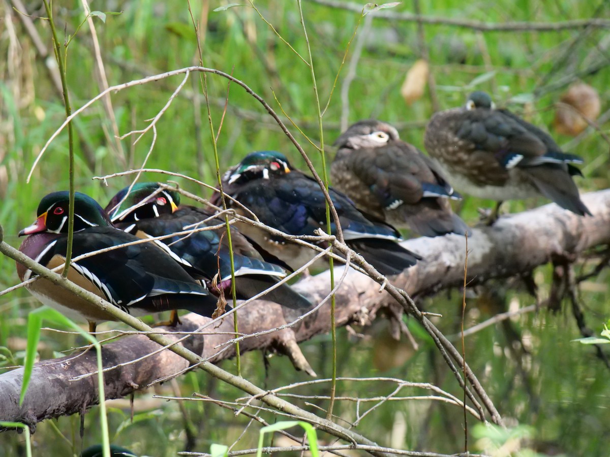 Wood Duck - ML624009787