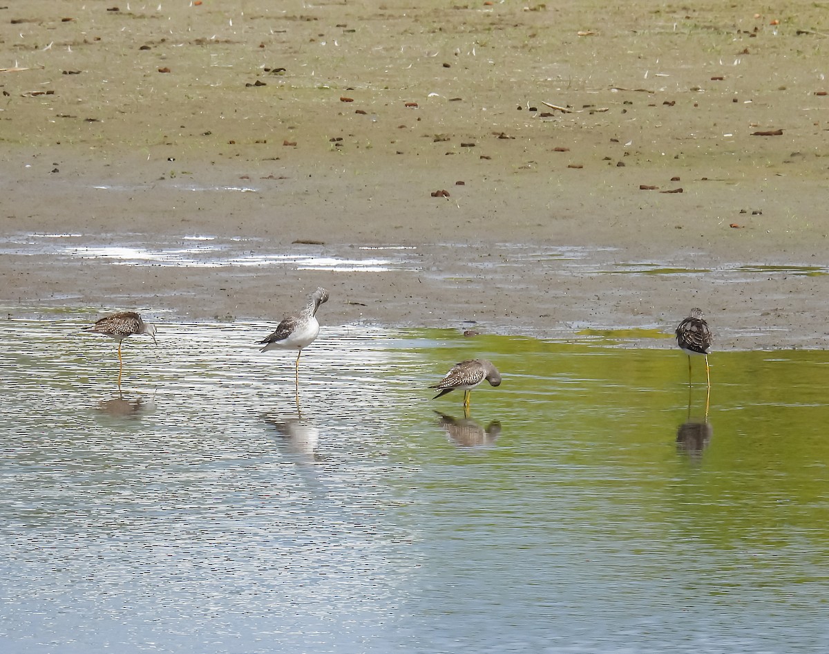 Lesser Yellowlegs - ML624009792