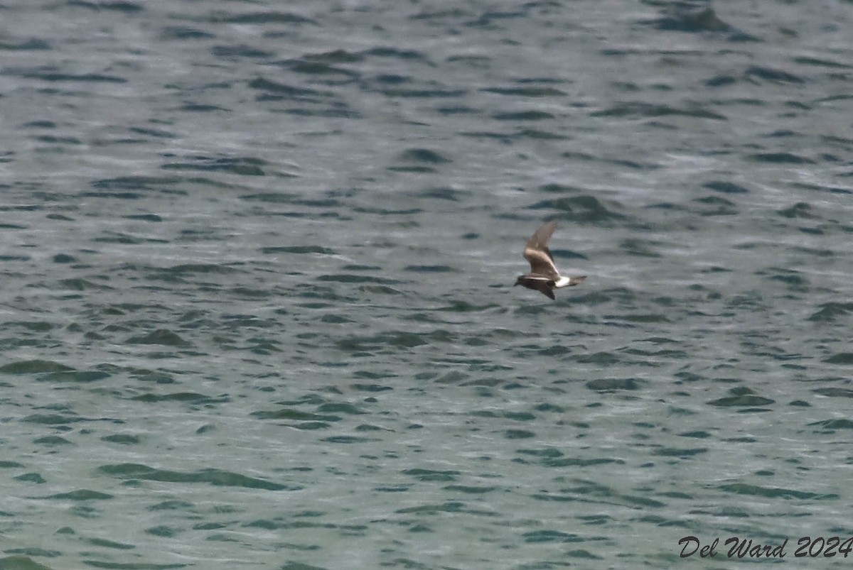 Leach's Storm-Petrel - ML624009799