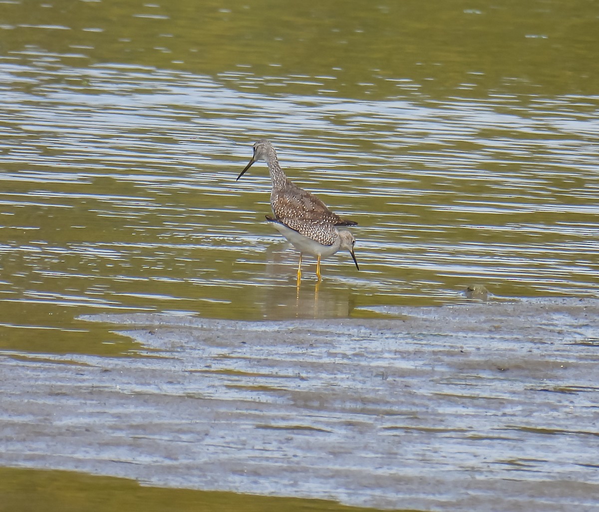 Greater Yellowlegs - ML624009803