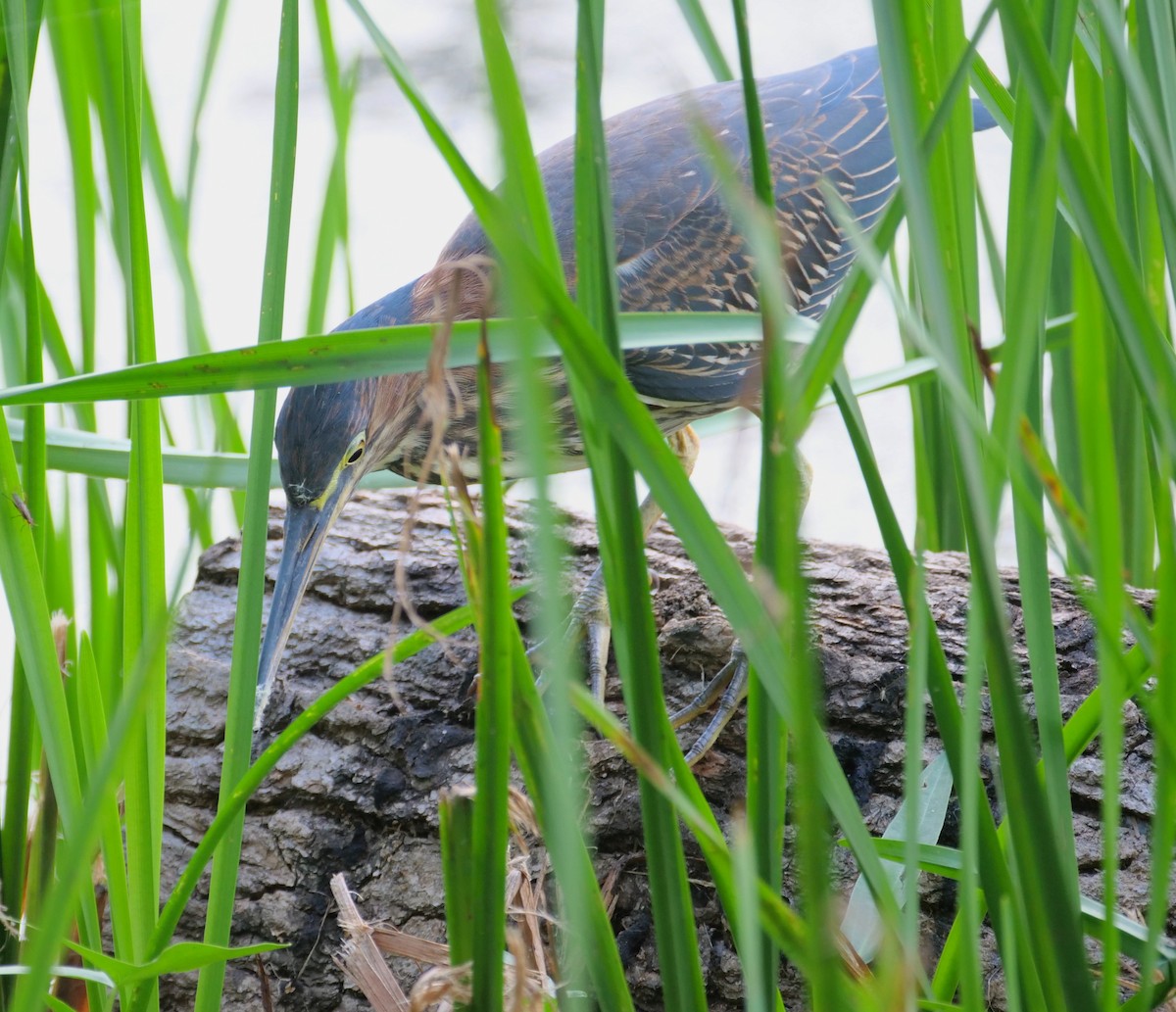 Green Heron - ML624009809