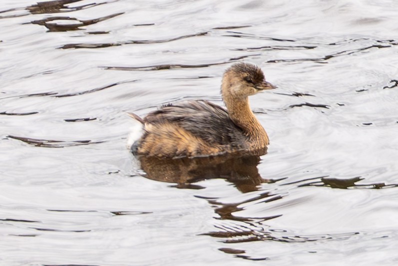 Pied-billed Grebe - ML624009813