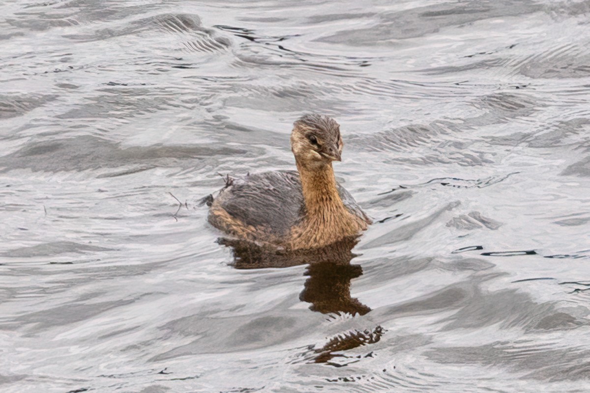 Pied-billed Grebe - ML624009814