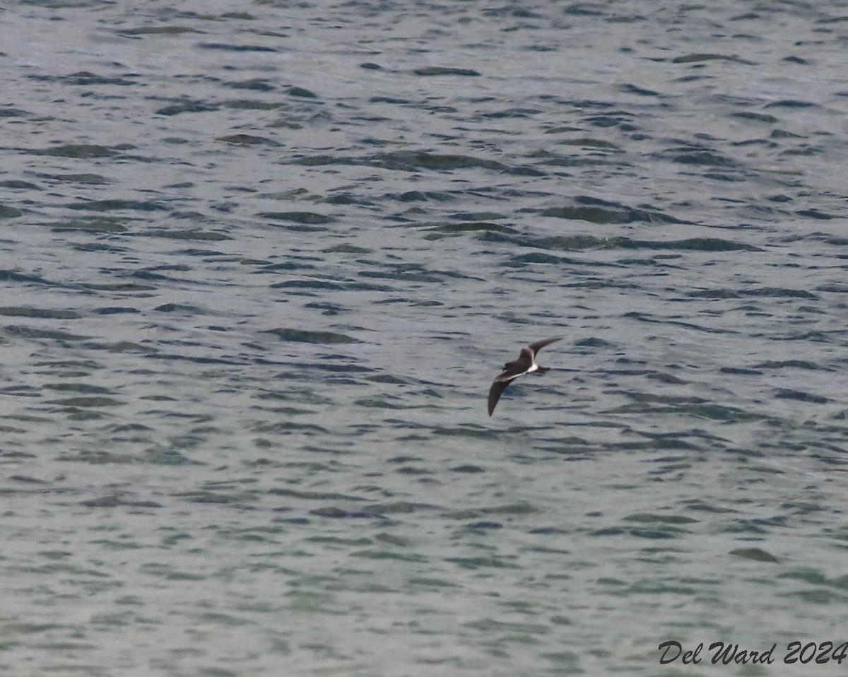 Leach's Storm-Petrel - ML624009816