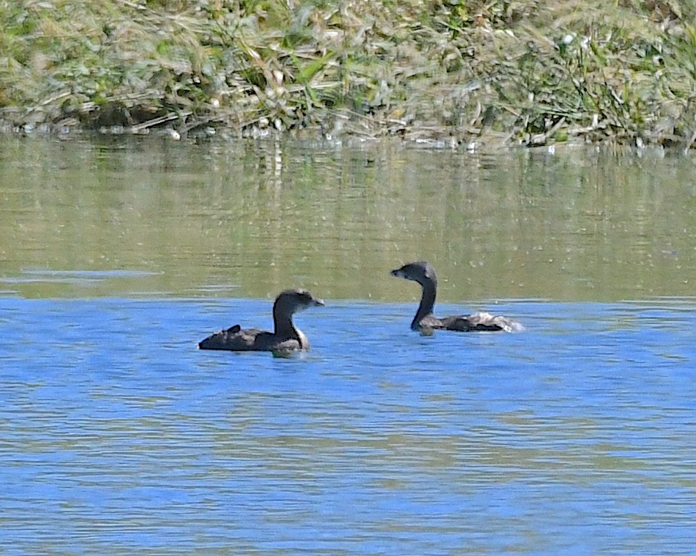 Pied-billed Grebe - ML624009817