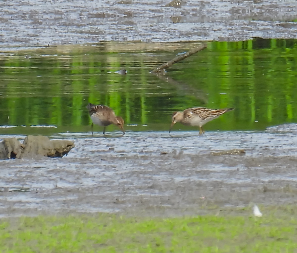 Graubrust-Strandläufer - ML624009830