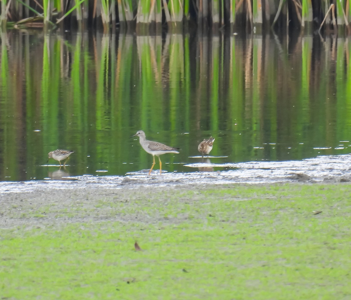 Graubrust-Strandläufer - ML624009831