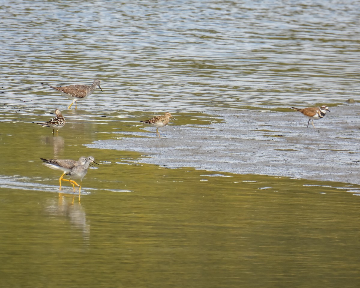 Pectoral Sandpiper - Hin Ki  & Queenie  Pong